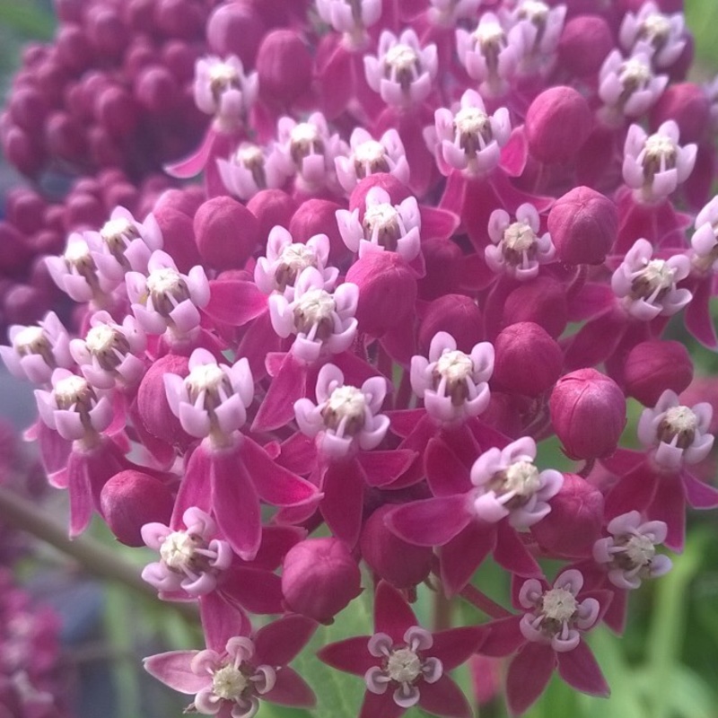 Asclepias incarnata 'Cinderella', Swamp Milkweed 'Cinderella' in ...