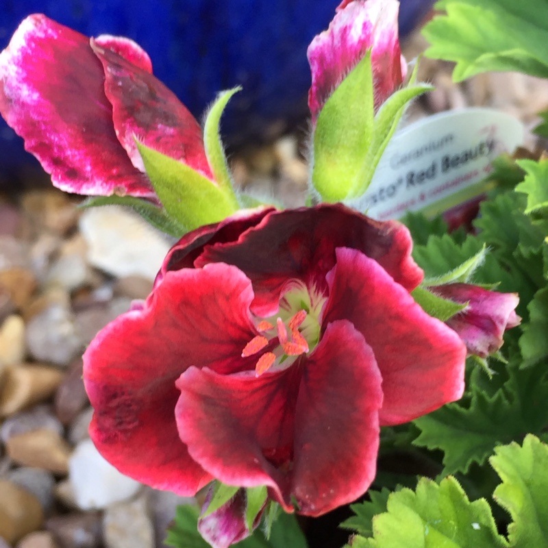 Pelargonium Regrebe (Aristo Series) syn. Pelargonium Aristo Red Beauty in the GardenTags plant encyclopedia Pelargonium Aristo Red Beauty (Regal) in the GardenTags plant encyclopedia
