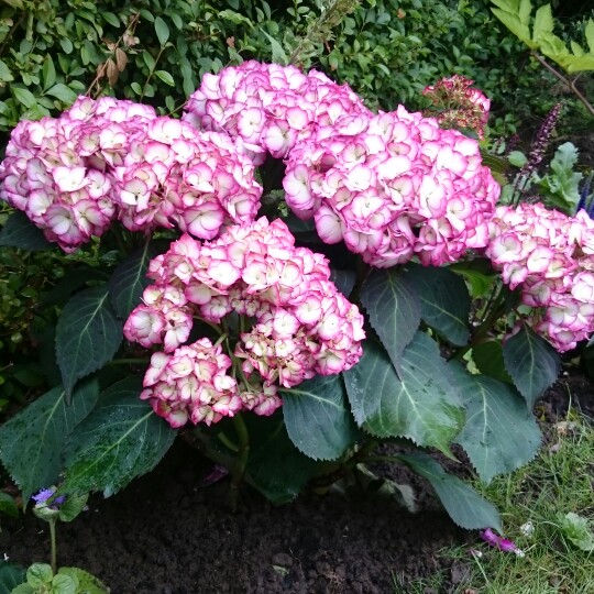 Hydrangea Salsa in the GardenTags plant encyclopedia