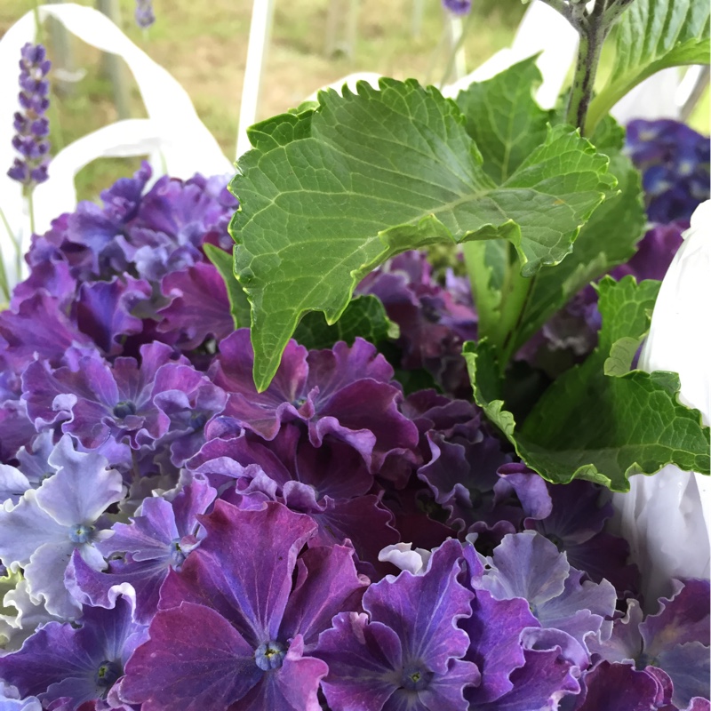 Hydrangea macrophylla Curly Sparkle Blue in the GardenTags plant encyclopedia Hydrangea Curly Sparkle Blue in the GardenTags plant encyclopedia