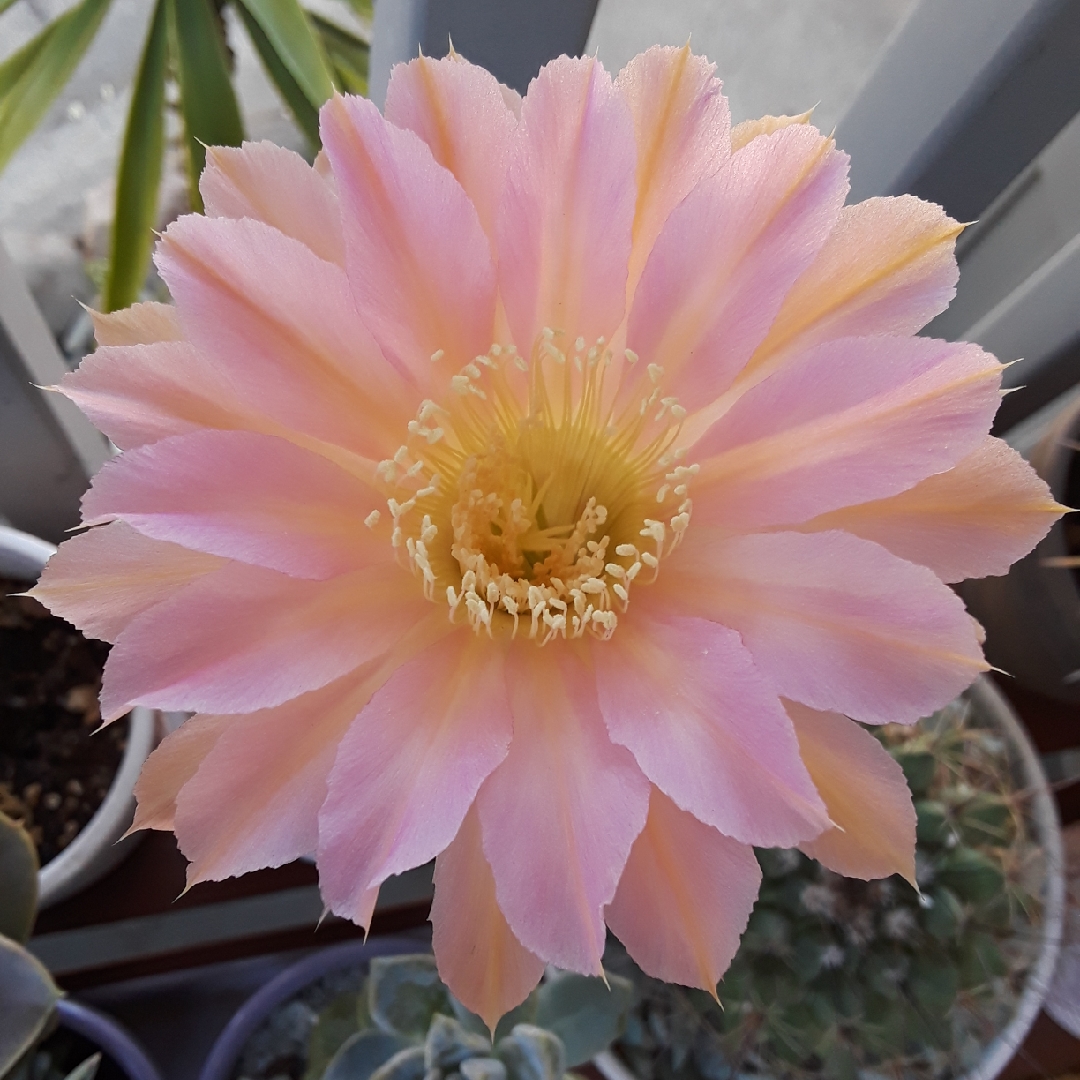 Echinopsis Rainbow Bursts in the GardenTags plant encyclopedia Echinopsis Rainbow Bursts in the GardenTags plant encyclopedia