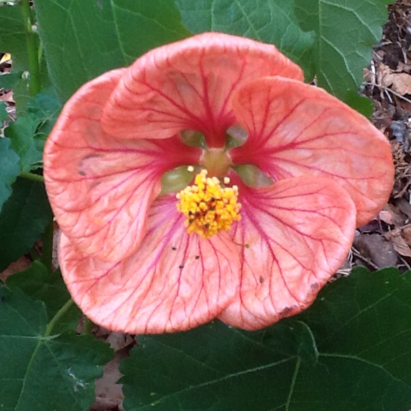 Abutilon Bella Red in the GardenTags plant encyclopedia Flowering Maple Bella Red in the GardenTags plant encyclopedia