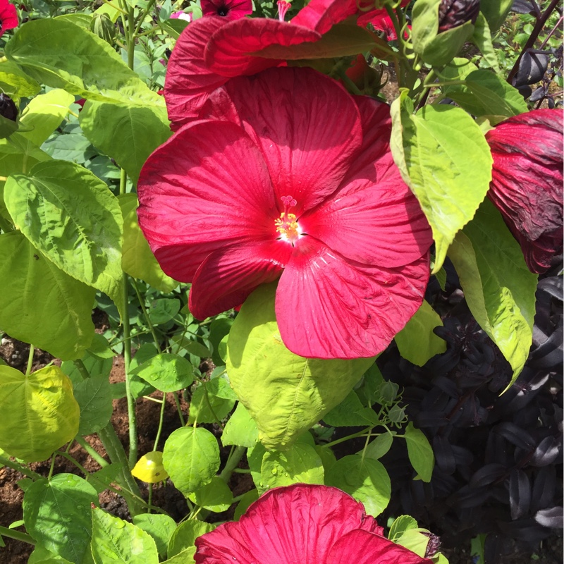 Hibiscus Luna Red in the GardenTags plant encyclopedia