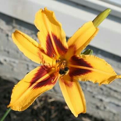 Hemerocallis Bonanza in the GardenTags plant encyclopedia Daylily Bonanza in the GardenTags plant encyclopedia