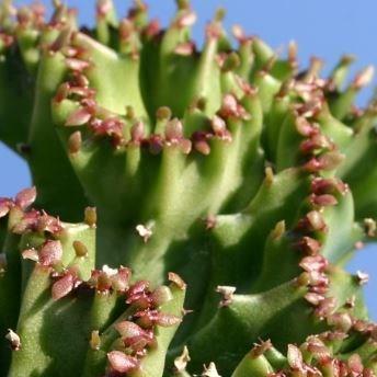 Euphorbia lactea f. cristata in the GardenTags plant encyclopedia Coral Cactus in the GardenTags plant encyclopedia