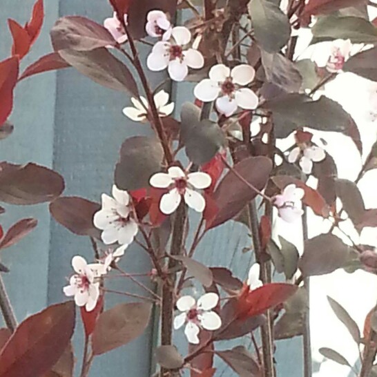 Prunus pumila in the GardenTags plant encyclopedia Sand Cherry in the GardenTags plant encyclopedia