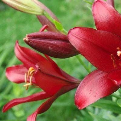 Lily Red Alert (Other) in the GardenTags plant encyclopedia