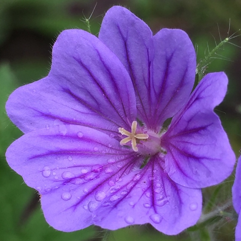 Geranium bohemicum Orchid Blue in the GardenTags plant encyclopedia Geranium Orchid Blue in the GardenTags plant encyclopedia