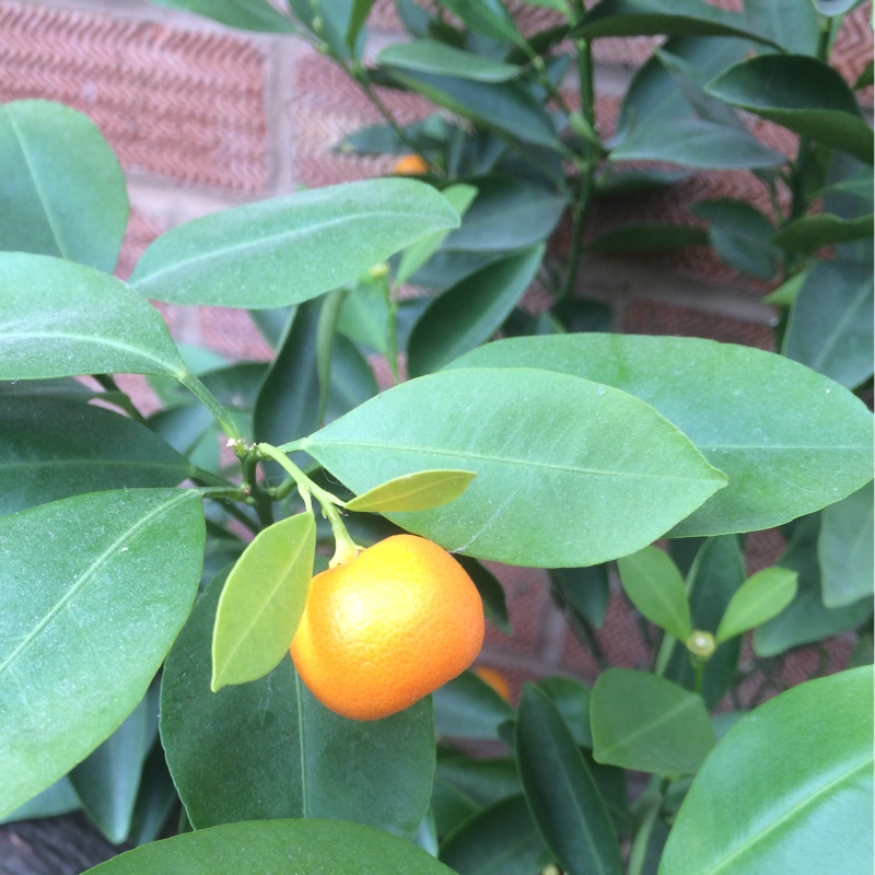 Kumquat Tree in the GardenTags plant encyclopedia