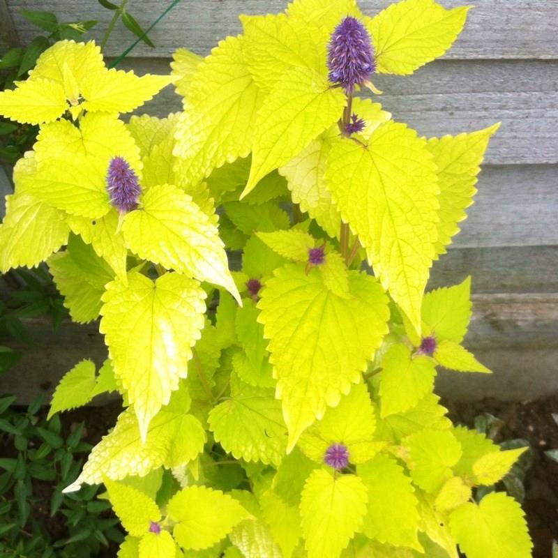 Agastache Golden Jubilee in the GardenTags plant encyclopedia