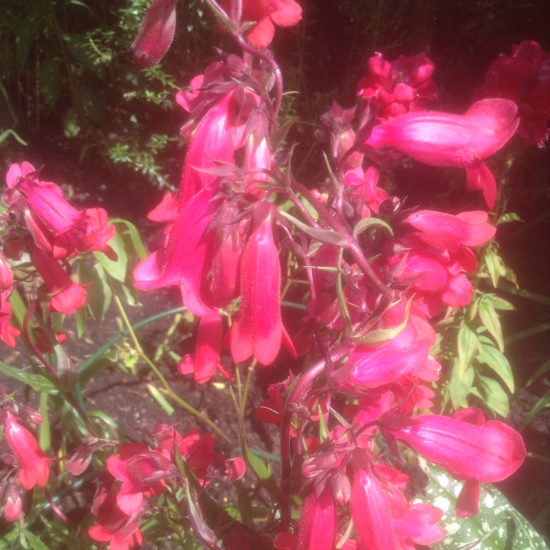 Penstemon Elgar Firefly in the GardenTags plant encyclopedia BeardtongueElgar Firefly in the GardenTags plant encyclopedia