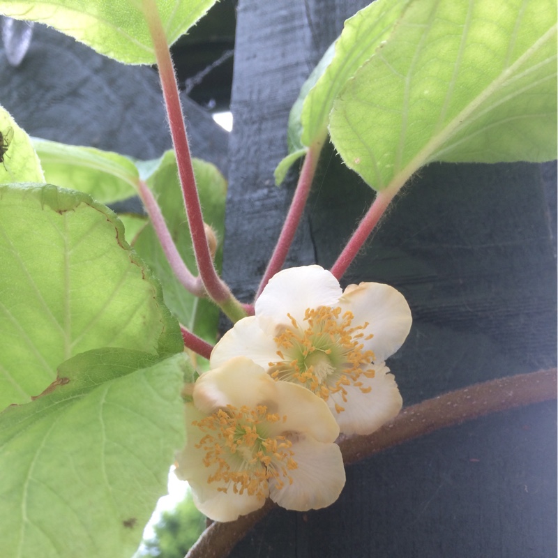 Actinidia deliciosa Jenny syn. Actinidia chinensis Jenny in the GardenTags plant encyclopedia Kiwi Jenny in the GardenTags plant encyclopedia