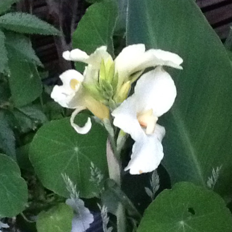 Canna Tropical White (Tropical Series) syn. Canna Tropical Moonlight in the GardenTags plant encyclopedia Canna Tropical White in the GardenTags plant encyclopedia
