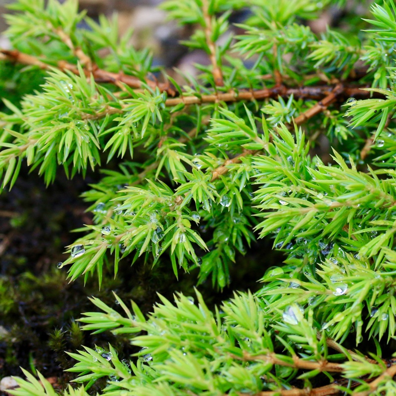 Juniperus communis Green Carpet in the GardenTags plant encyclopedia Juniper Green Carpet in the GardenTags plant encyclopedia