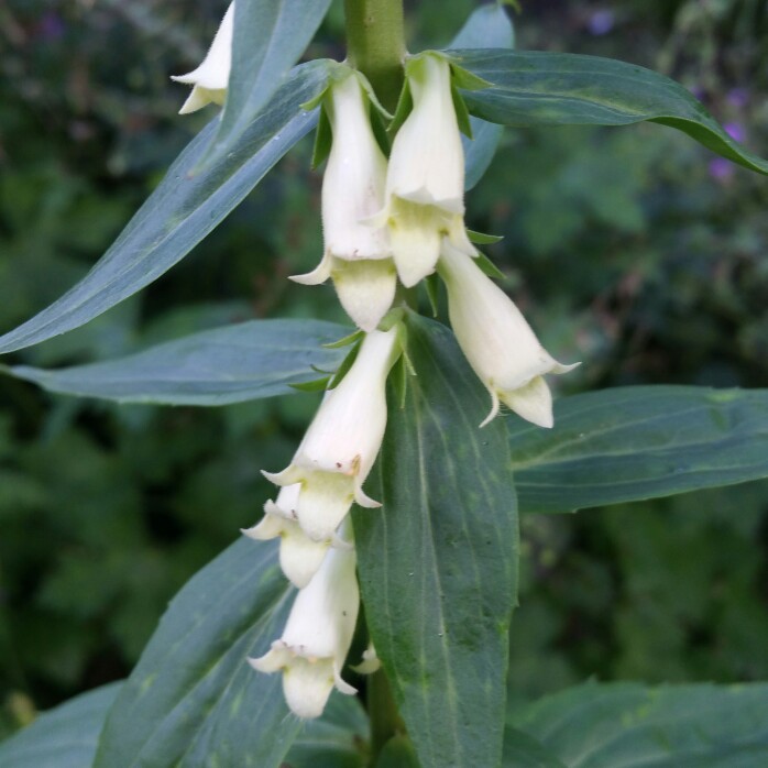 Digitalis lutea in the GardenTags plant encyclopedia Small Yellow Foxglove in the GardenTags plant encyclopedia