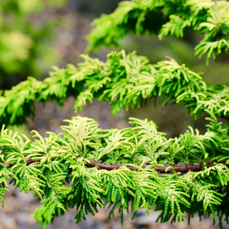 Hinoki Cypress Fernspray Gold in the GardenTags plant encyclopedia