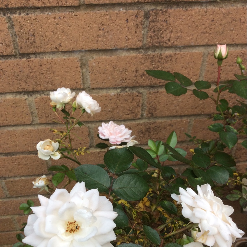 Rosa Poulslas in the GardenTags plant encyclopedia Rose Cheek to Cheek in the GardenTags plant encyclopedia