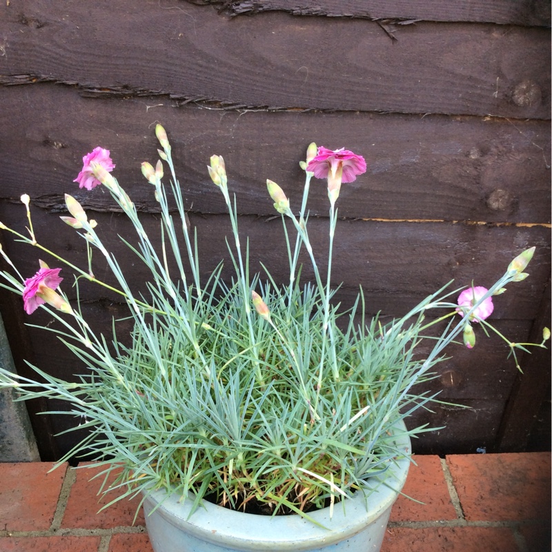 Dianthus plumarius Moulin Rouge in the GardenTags plant encyclopedia Pink Moulin Rouge in the GardenTags plant encyclopedia