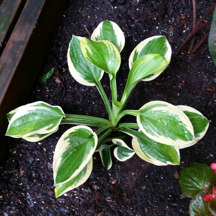 Hosta Brim Cup in the GardenTags plant encyclopedia Plantain Lily Brim Cup in the GardenTags plant encyclopedia