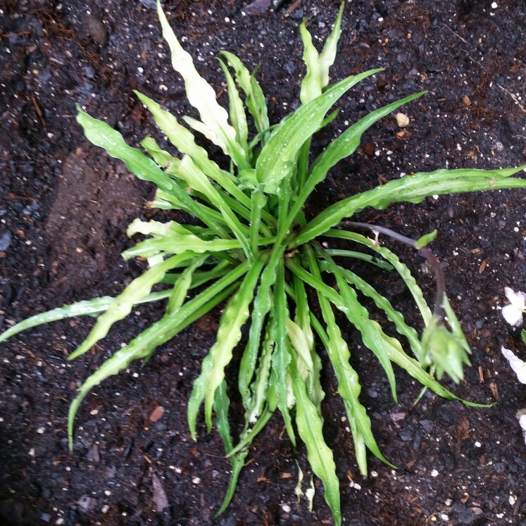 Hosta Curly Fries in the GardenTags plant encyclopedia Plantain Lily Curly Fries in the GardenTags plant encyclopedia