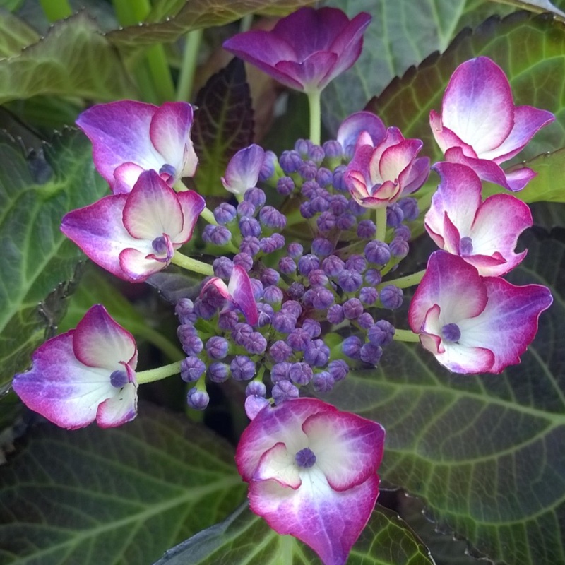 Hydrangea macrophylla Teller Dark Angel Red in the GardenTags plant encyclopedia Hydrangea Teller Dark Angel Red in the GardenTags plant encyclopedia