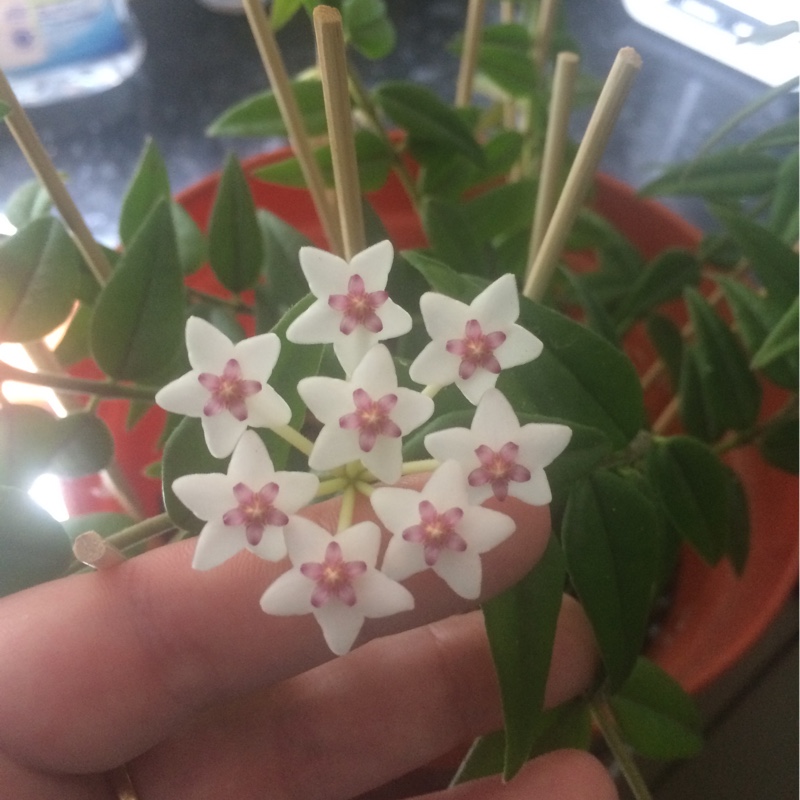 Hoya Bella in the GardenTags plant encyclopedia Minature Waxplant in the GardenTags plant encyclopedia