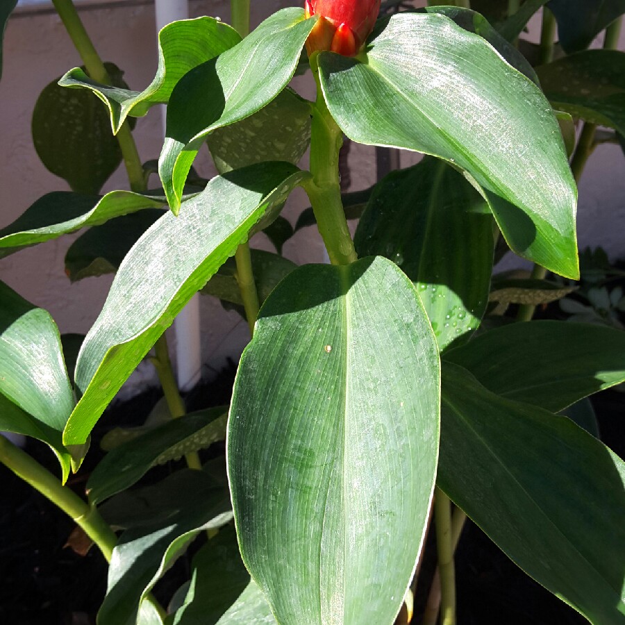 Costus Woodsonii in the GardenTags plant encyclopedia Red Button Ginger in the GardenTags plant encyclopedia