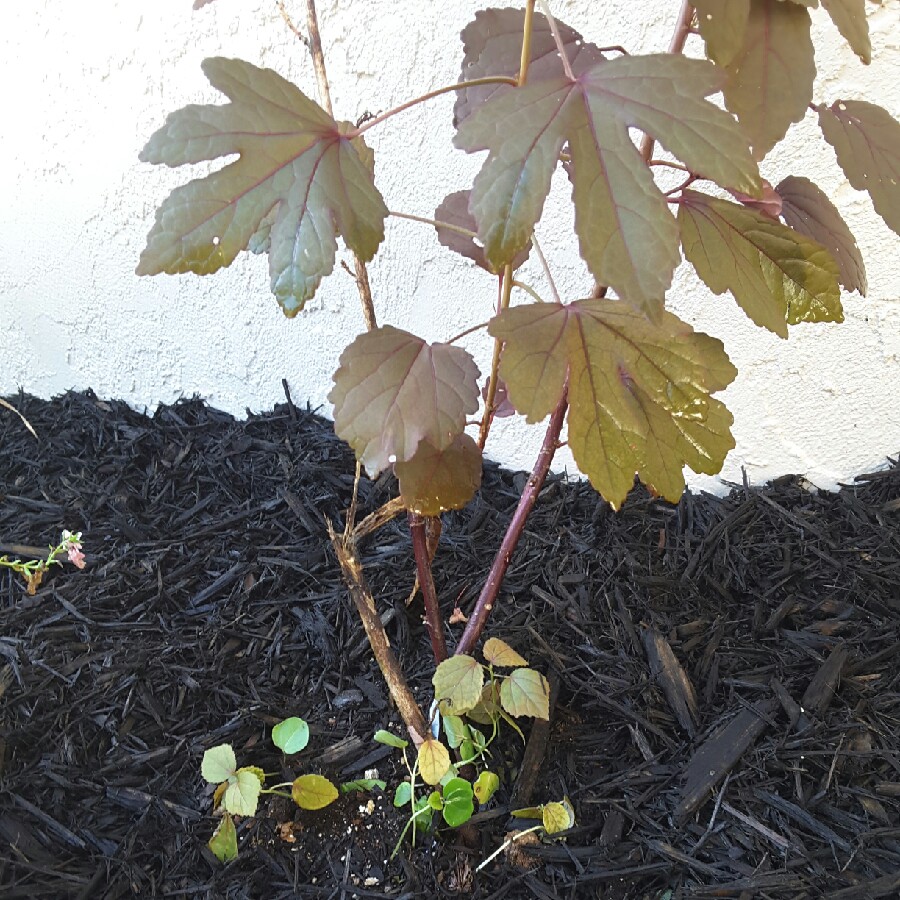 Cranberry Hibiscus in the GardenTags plant encyclopedia
