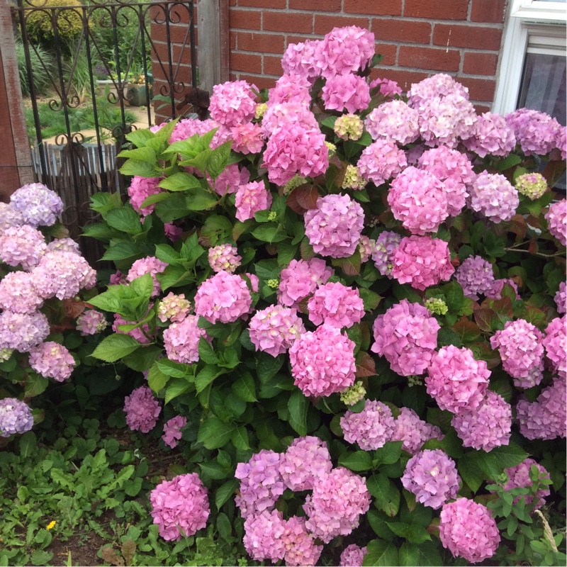 Hydrangea macrophylla Altona in the GardenTags plant encyclopedia Hydrangea Altona in the GardenTags plant encyclopedia