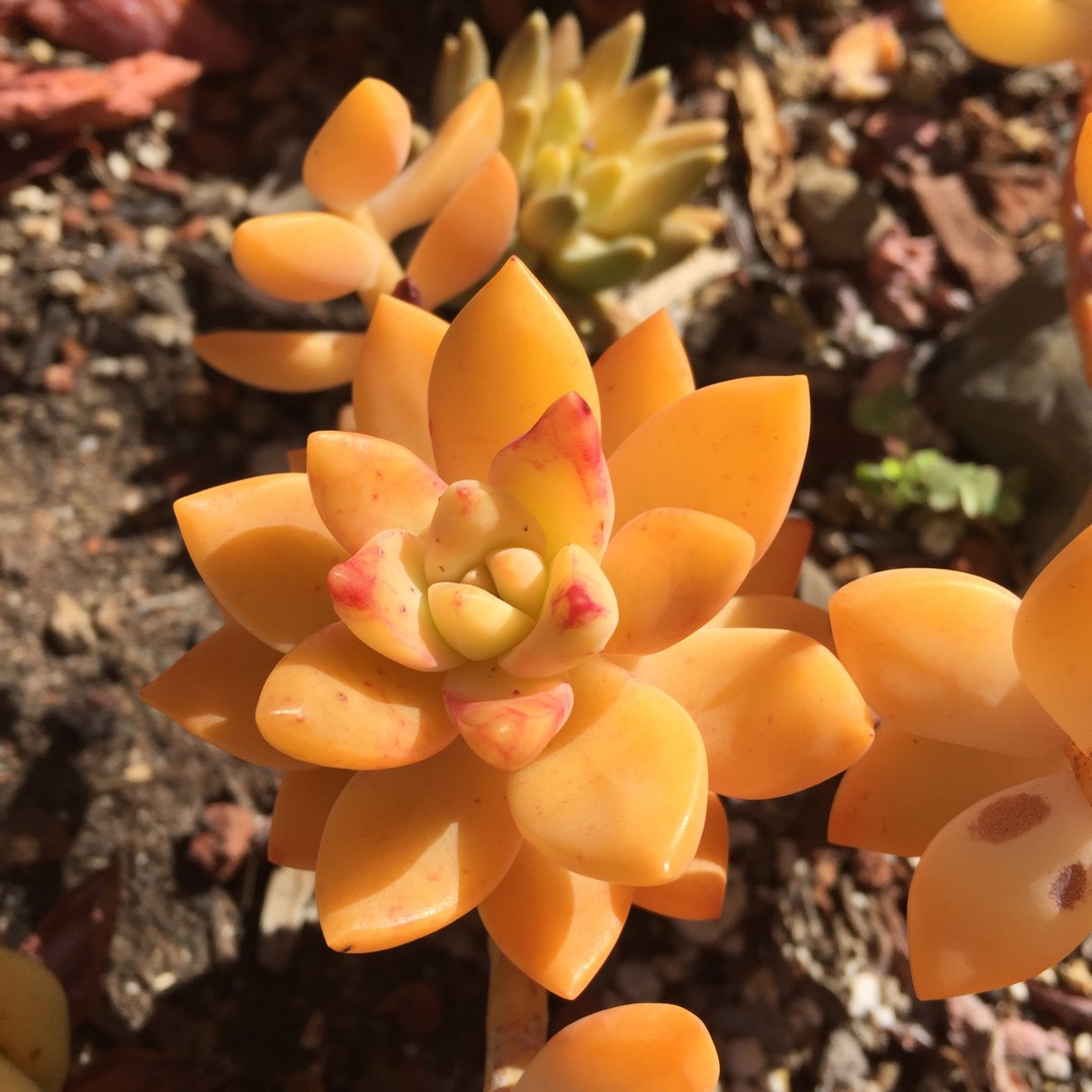 x Graptosedum California Sunset in the GardenTags plant encyclopedia Graptosedum California Sunset in the GardenTags plant encyclopedia