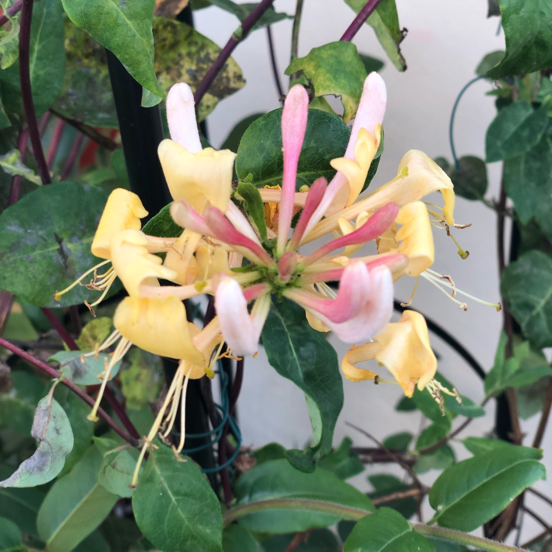 Lonicera periclymenum Belgica in the GardenTags plant encyclopedia Honeysuckle Belgica in the GardenTags plant encyclopedia