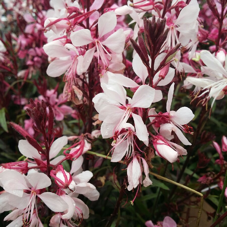 Oenothera lindheimeri Florgaucompi syn. Oenothera lindheimeri Gaudi Pink, Gaura lindheimeri Gaudi Pink in the GardenTags plant encyclopedia Lindheimers Beeblossom Gaudi Pink in the GardenTags plant encyclopedia