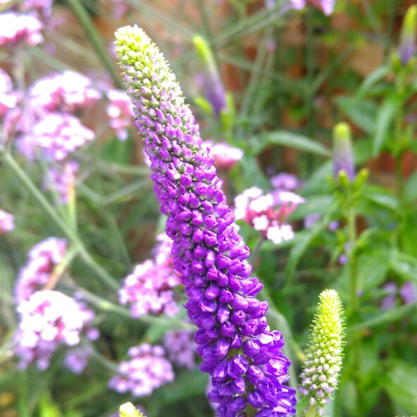 First glory. Veronica longifolia first Glory.