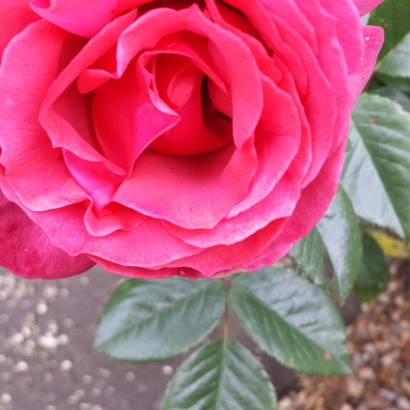 Rosa Brighter Tomorrow in the GardenTags plant encyclopedia Rose Brighter Tomorrow in the GardenTags plant encyclopedia