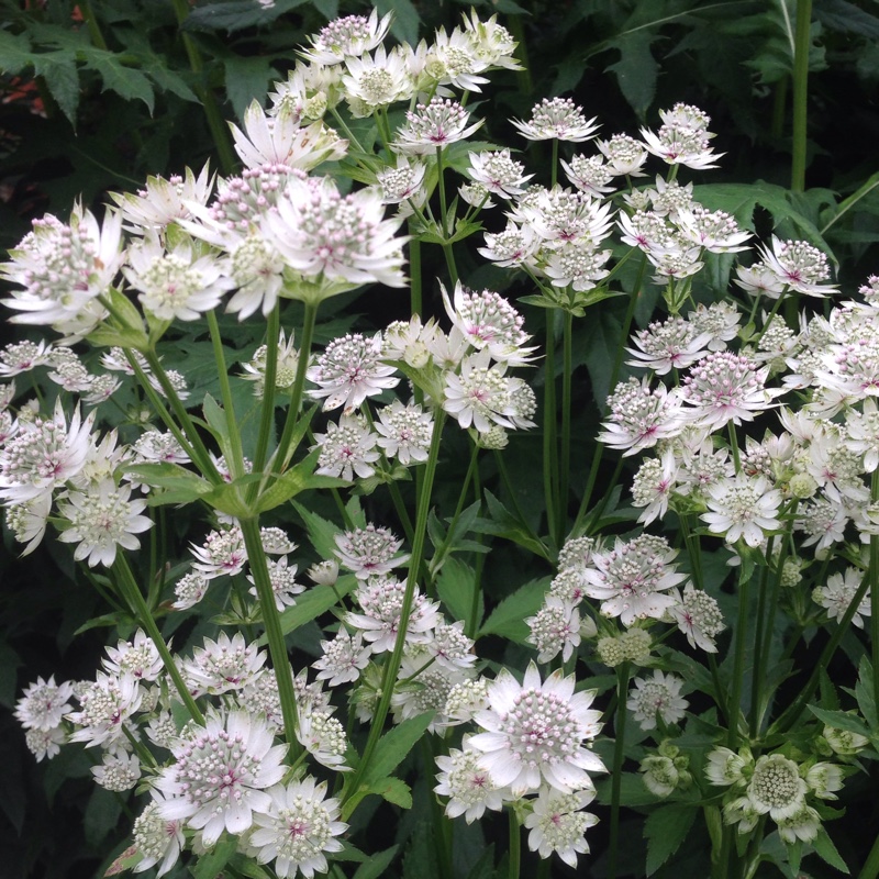 Astrantia major Star of Billion in the GardenTags plant encyclopedia Masterwort Star of Billion in the GardenTags plant encyclopedia