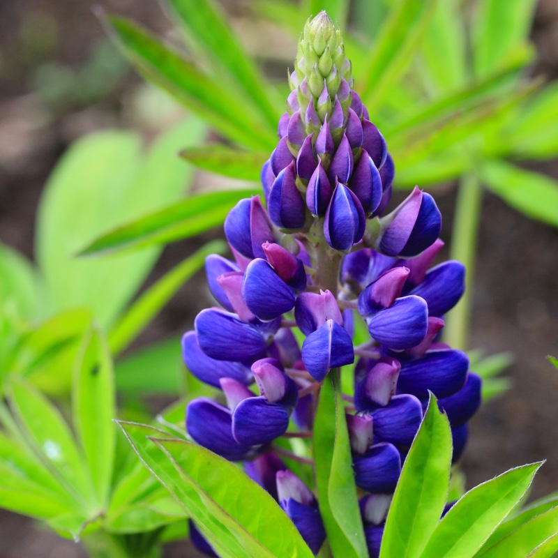 Lupinus Gallery Blue in the GardenTags plant encyclopedia Lupin Gallery Blue in the GardenTags plant encyclopedia