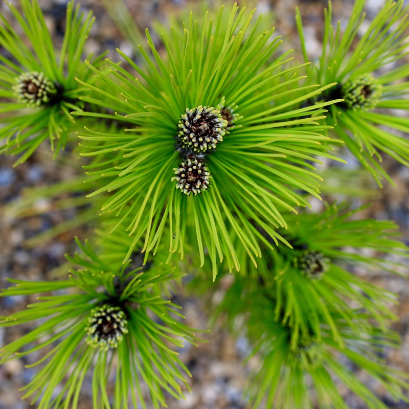 Pinus leucodermis Compact Gem in the GardenTags plant encyclopedia Bonsnian Pine Compact Gem in the GardenTags plant encyclopedia