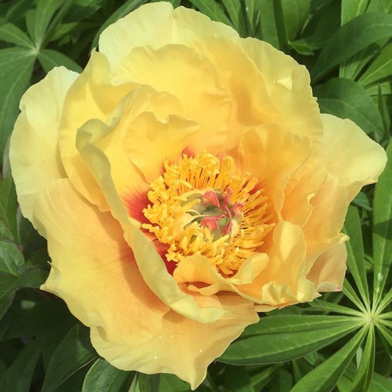 Paeonia Garden Treasure in the GardenTags plant encyclopedia Peony Garden Treasure (Instersectional) in the GardenTags plant encyclopedia
