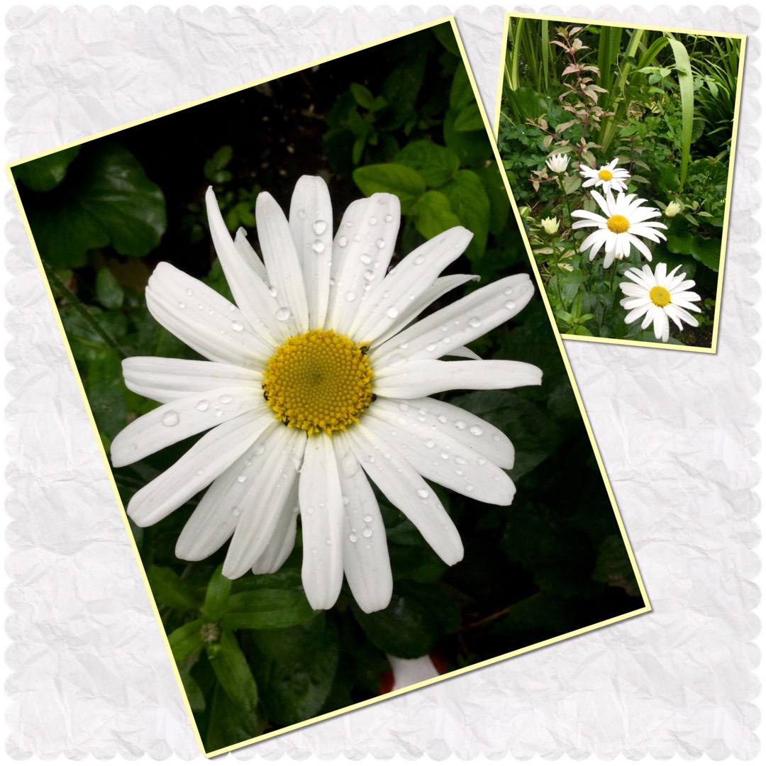 Leucanthemum x superbum Snow Lady in the GardenTags plant encyclopedia Shasta Daisy Snow Lady in the GardenTags plant encyclopedia