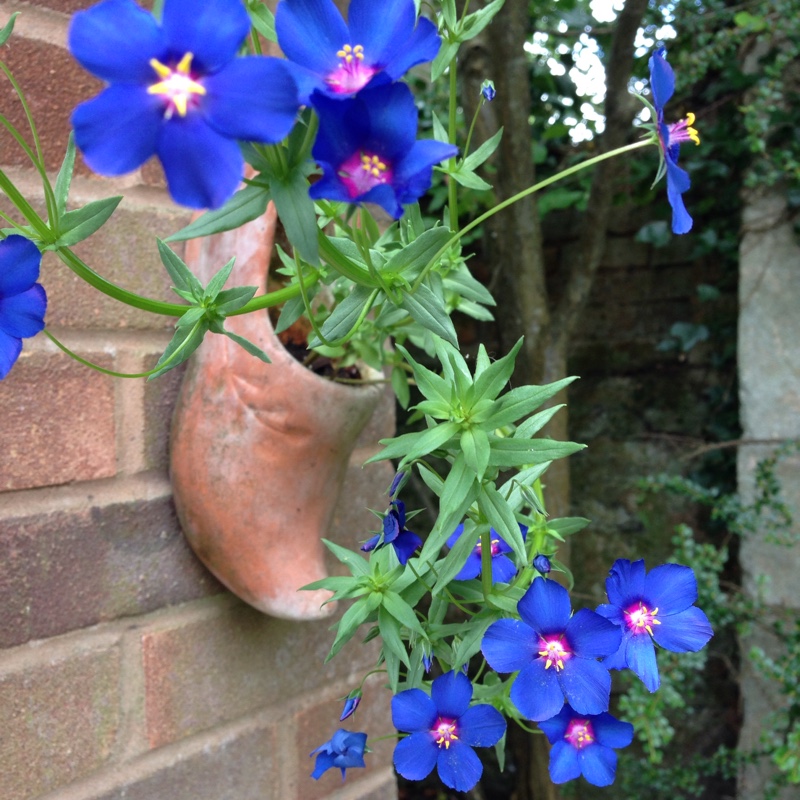 Anagallis Monelli Sky Lover in the GardenTags plant encyclopedia Blue Pimpernel Skylover in the GardenTags plant encyclopedia