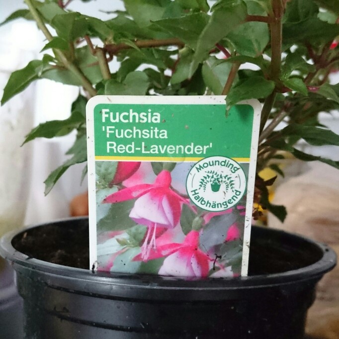 Fuchsia fuchsita Red Lavender in the GardenTags plant encyclopedia Fuchsia Red Lavender in the GardenTags plant encyclopedia