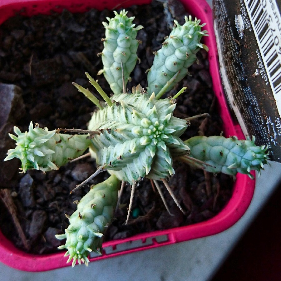 Euphorbia Mammillaris in the GardenTags plant encyclopedia Corn Cob Cactus in the GardenTags plant encyclopedia
