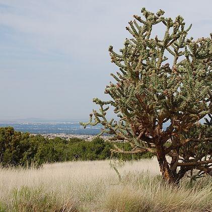 Cylindropuntia imbricata in the GardenTags plant encyclopedia Cholla in the GardenTags plant encyclopedia