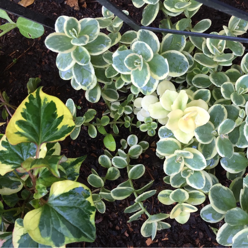 Stonecrop Sunsparkler Lime Twister in the GardenTags plant encyclopedia