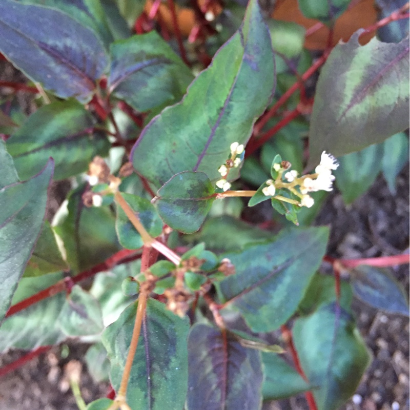 Persicaria microcephala Red Dragon in the GardenTags plant encyclopedia Red Dragon Fleece Flower in the GardenTags plant encyclopedia