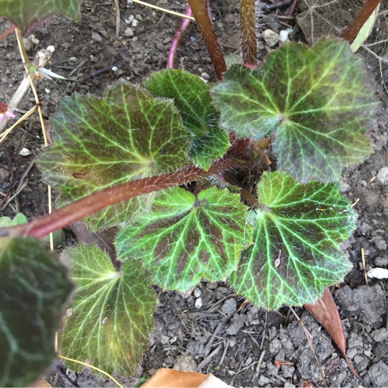 Saxifraga stolonifera Maroon Beauty in the GardenTags plant encyclopedia Strawberry Saxifrage in the GardenTags plant encyclopedia