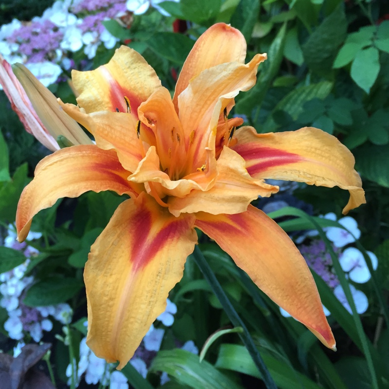 Hemerocallis fulva Kwanso syn. Hemerocallis Kwanso in the GardenTags plant encyclopedia Daylily Kwanso in the GardenTags plant encyclopedia