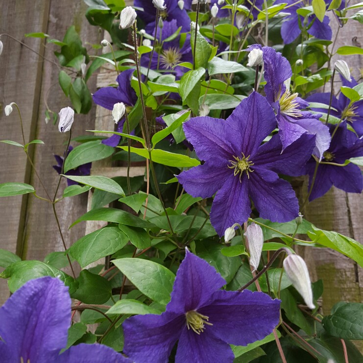 Clematis viticella Wisley in the GardenTags plant encyclopedia Clematis Wisley in the GardenTags plant encyclopedia