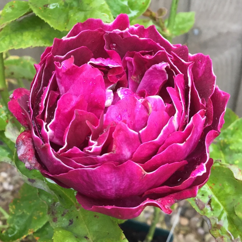 Rosa Baron Girod de lAin in the GardenTags plant encyclopedia Old Rose Baron Girod de lAin in the GardenTags plant encyclopedia