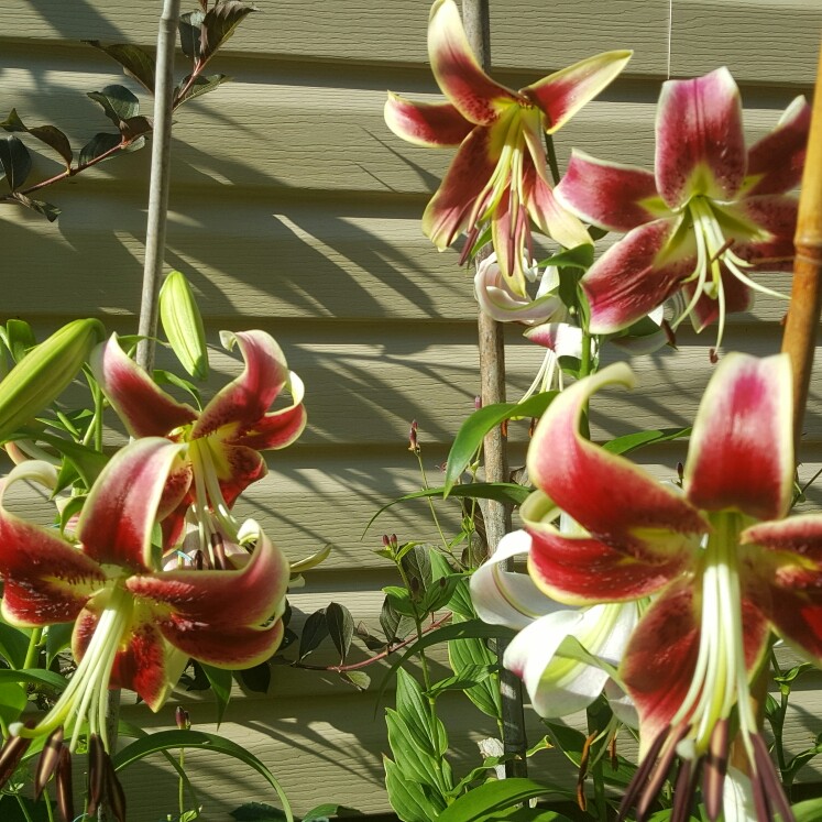 Lilium Scheherazade in the GardenTags plant encyclopedia Lily Scheherazade (Other) in the GardenTags plant encyclopedia
